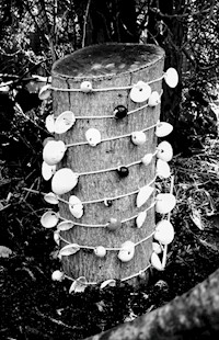 Komm, lieber Sturm - Barholomäus Seydlitz - E-Book