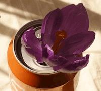 Von Krokussen und Getränkedosen - Katharina Kuntzer - E-Book