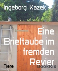 Eine Brieftaube im fremden Revier - Ingeborg Kazek - E-Book