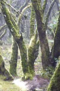 Sally - Magierin wider Willen - Edgar Sigmanek - E-Book