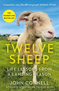 Twelve Sheep - John Connell - E-Book
