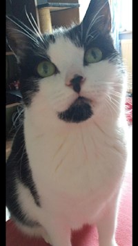 Mein Leben als Sunny - Meine Miauographie - Oiver Morgan - E-Book