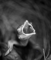 Frisch und Kreiß - Christoph Bartholomäus - E-Book