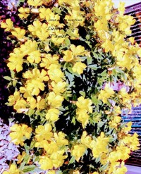 Liebe auf Papier - Jana Alegra Martines - E-Book