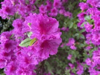 Die Verwechslung - Christian Windspringer - E-Book