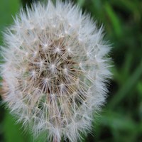 Über das Verzeihen - Christine Saygin - E-Book