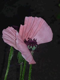 Steter Wind - Ute Baran - E-Book