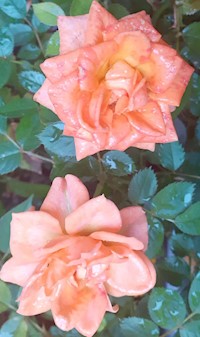 Días Tormentosos de Los hijos de los Pioneros Peregrinos Caminantes - R. ELIZABETH S. C. SELIG - E-Book