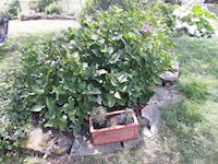 Das Abenteuer des William Katarn - Kolja Kappel - E-Book