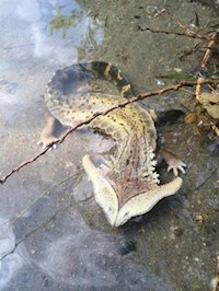 The Eighth Valkyrie of the morning - David Pulse - E-Book