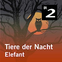 Tiere der Nacht: Elefant - Silke Wolfrum - Hörbuch