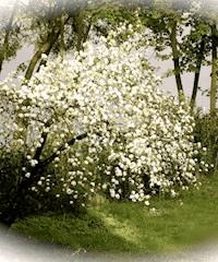 Ich war immer ein Pfirsich - Eva Tanner - E-Book