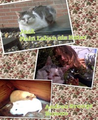 Jack: Mein Leben als Kater - Andrea Brungs - E-Book