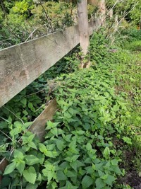 Wild Spirit und der Zauber wilder Kräuter - Mandy Taute - E-Book