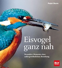 Eisvogel ganz nah - Ralph Sturm - E-Book