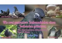 Wie zwei gestrandete Taubenmädchen einen Taubenclan gründeten - Jochen Walz - E-Book