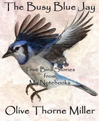 The Busy Blue Jay - Olive Thorne Miller - E-Book